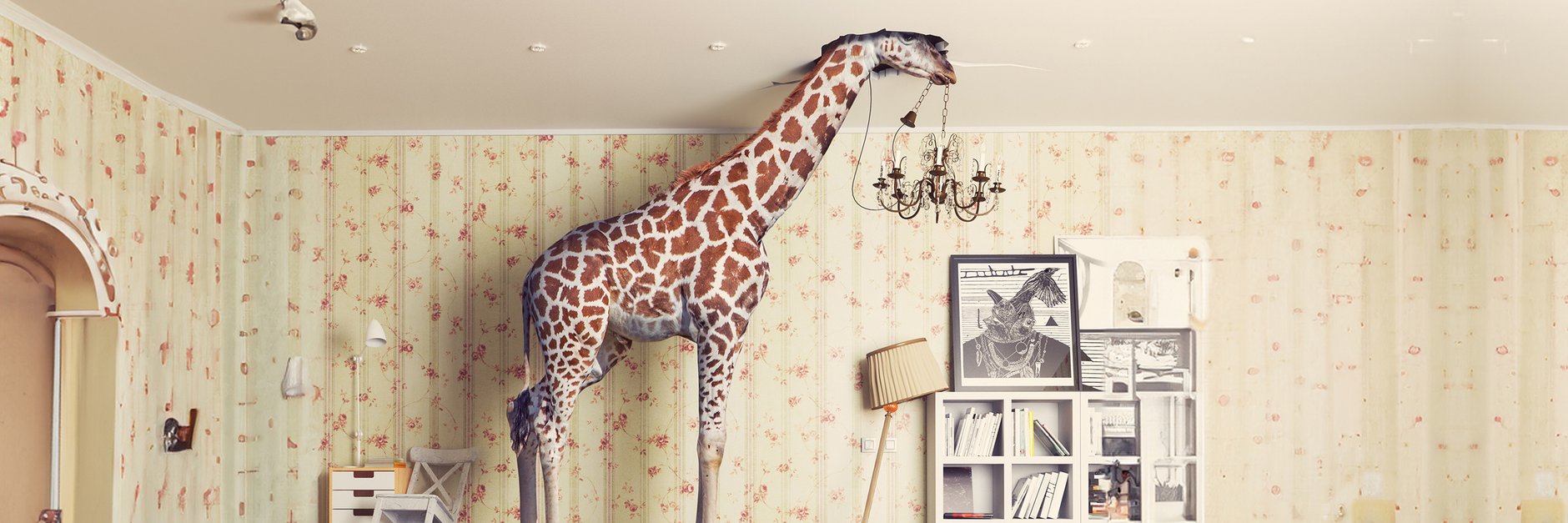 Giraffe steht in einem Wohnzimmer und ist mit dem Kopf in die Decke eingebrochen
